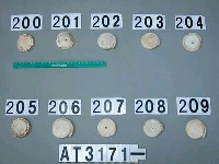 藏品(芋螺貝)的圖片